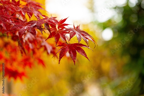 Branches with red maple leaves in autumn