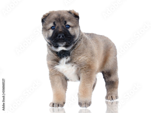 Puppy of a Central asian shepherd dog stand isolated on  white background