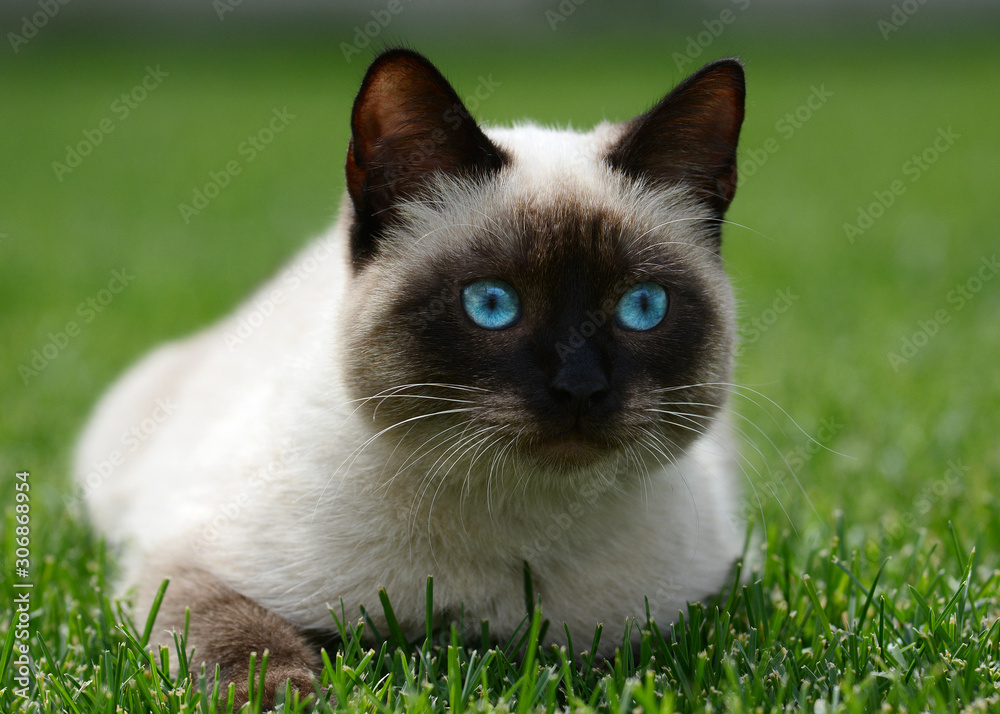 Thai or siamese cat with beautiful blue eyes lies on green grass