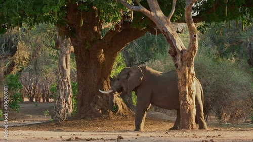 African Bush Elephant - Loxodonta africana adult elephant picking and eating leaves from the trees in Mana Pools in Zimbabwe during the dry season.