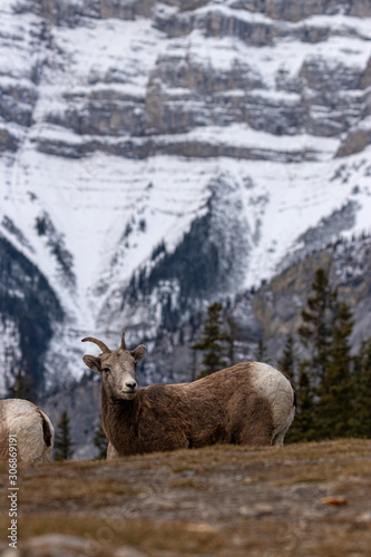 Bighorn sheep from Canada
