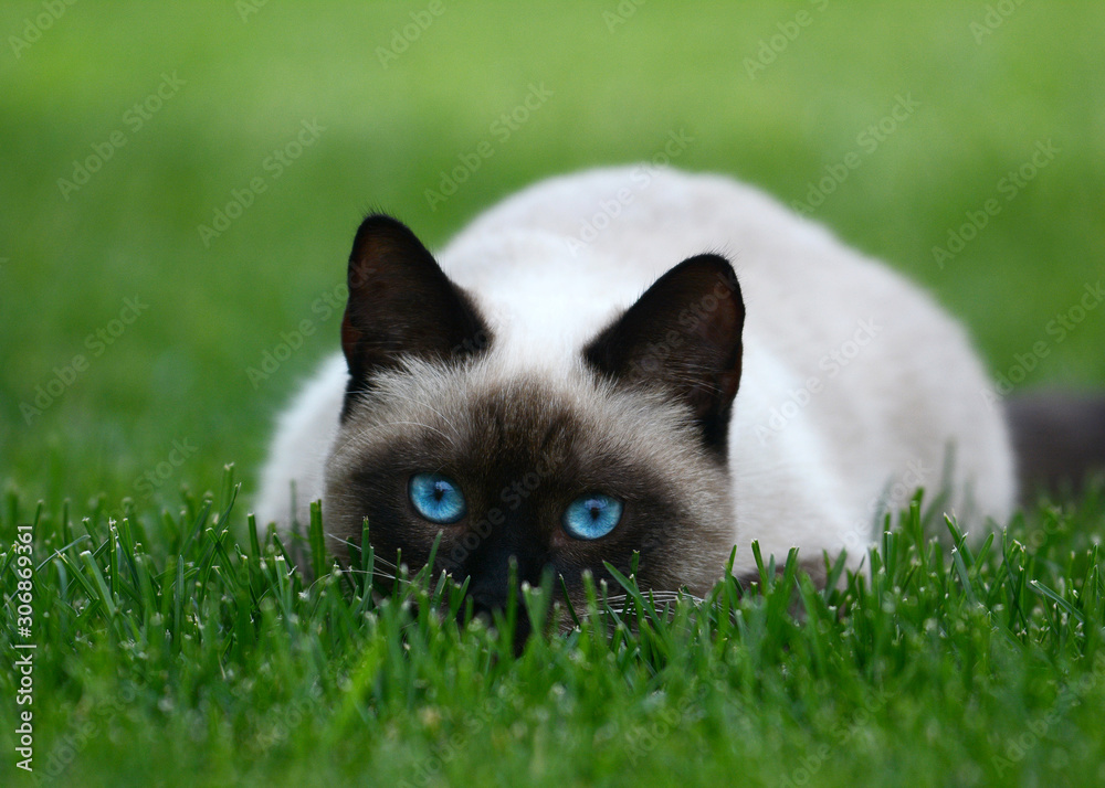 Thai or siamese cat with beautiful blue eyes hiding on green grass