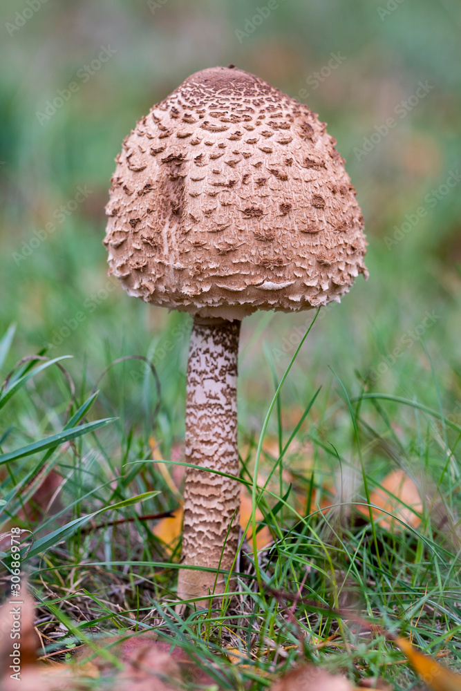 The parasol fungus (Macrolepiota procera), growing in a meadow The parasol fungus (Macrolepiota procera), growing in a meadow