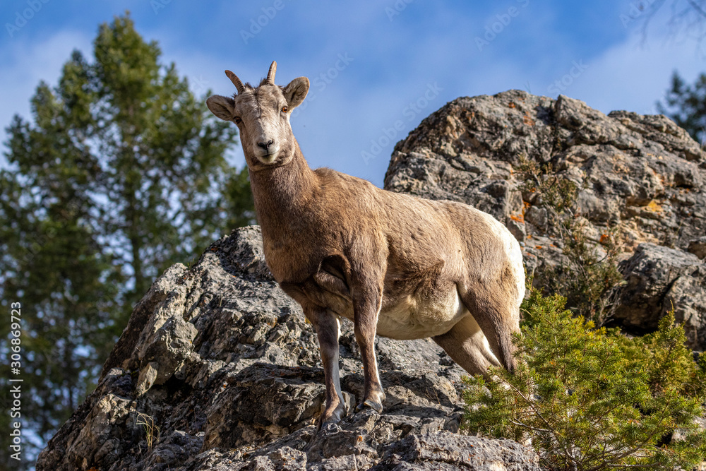 Bighorn sheep from Canada