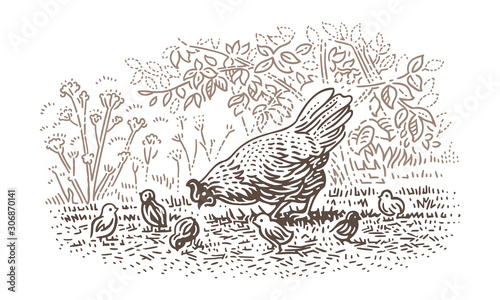 Hen with newborn chicks (chicken) line illustration. Vector, 2 layers. 