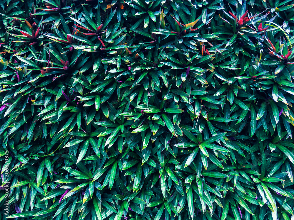 Evergreen leaf texture background wall Evergreen leaf texture background wall