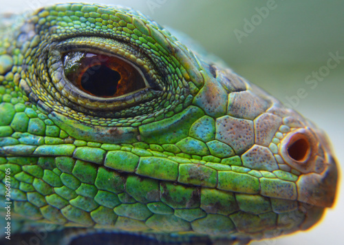 iguana animal green san diego Venezuela