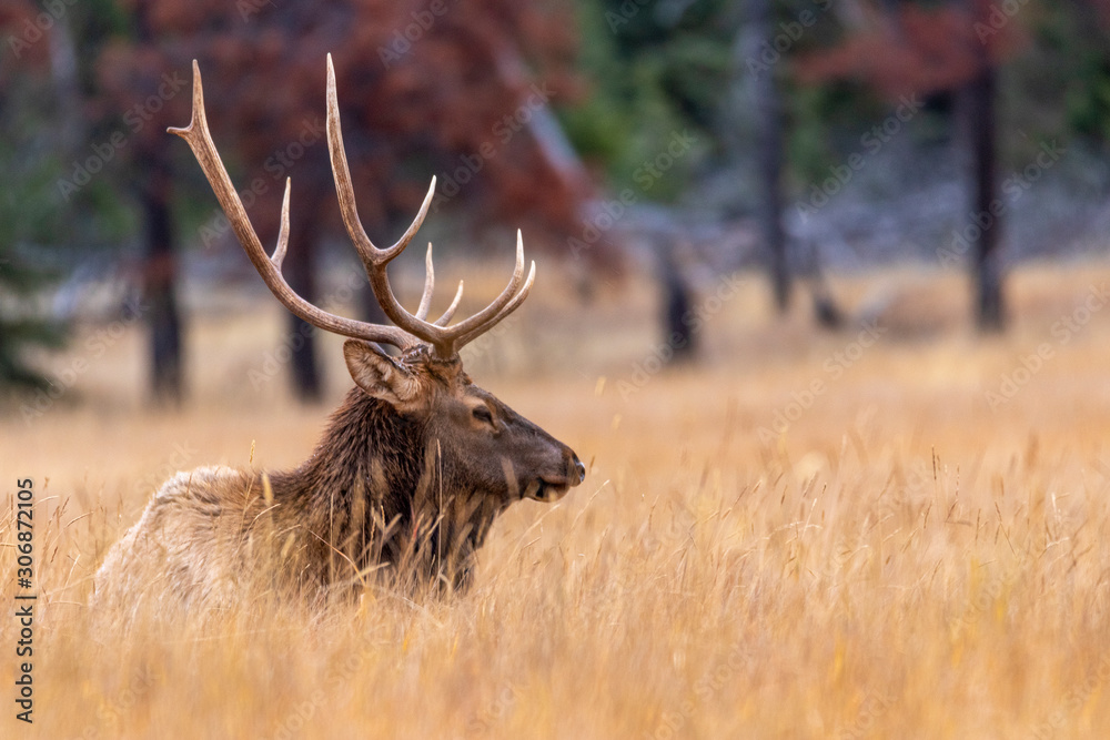 Elk deers from Canada Elk deers from Canada