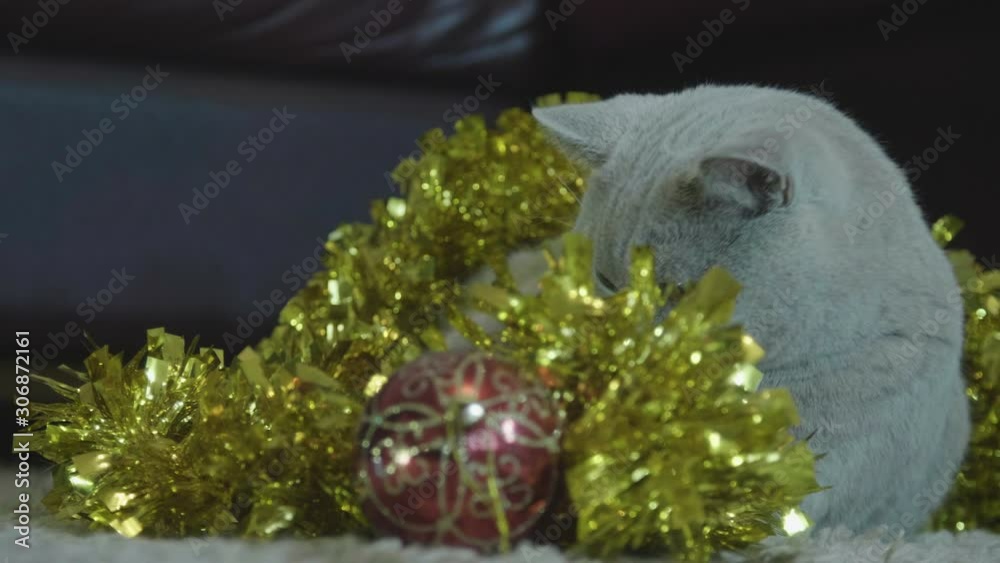 Fluffy funny cat plays with christmas tinsel. A cute cat playing in holiday garland. Animal portrait of Christmas cat. British cat celebrate Christmas and New Year. Fluffy funny cat plays with christmas tinsel. A cute cat playing in holiday garland. Animal portrait of Christmas cat. British cat celebrate Christmas and New Year.