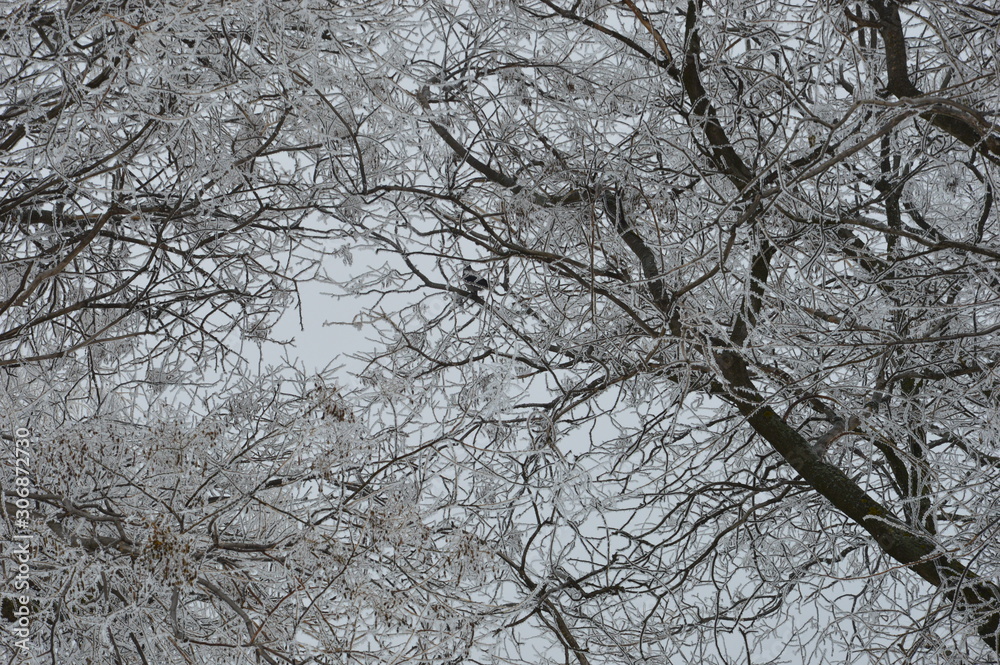 tree in winter