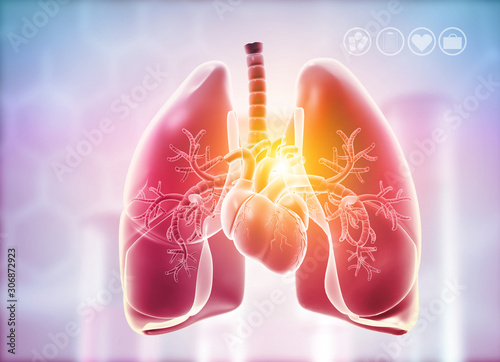 Lungs,Heart Anatomy. 3d illustration. photo