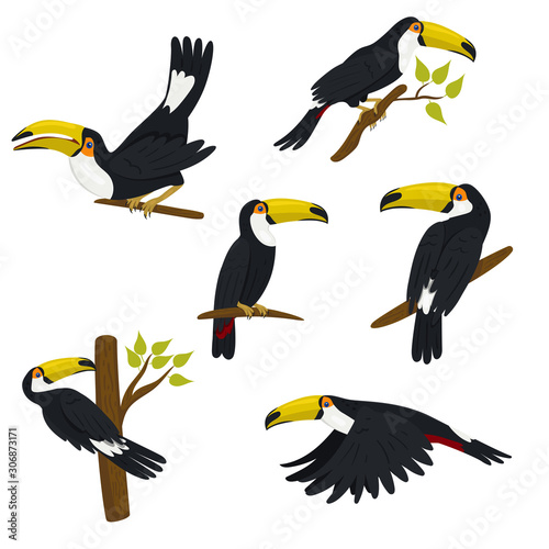 Collection of toucans isolated on a white background. Vector graphics.