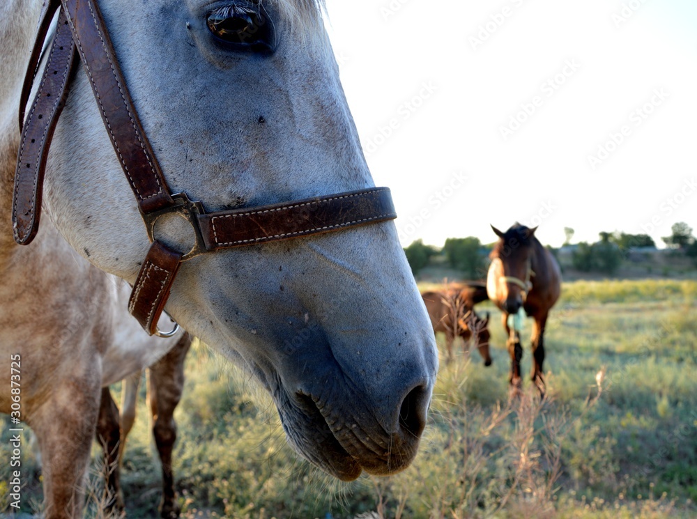 Obraz premium portrait of horse