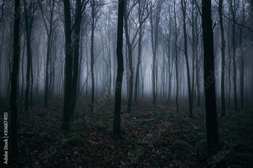 Nebel Wald  © romanb321