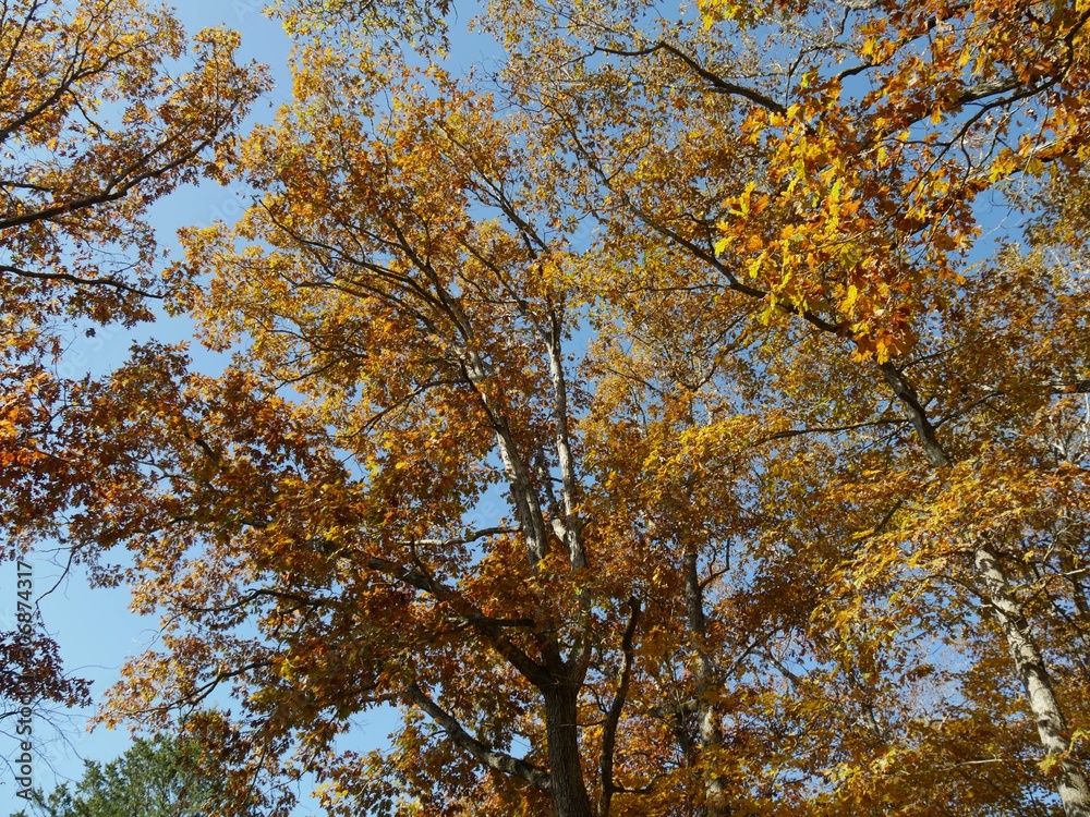 Colorful treetops and foliage in autumn Colorful treetops and foliage in autumn