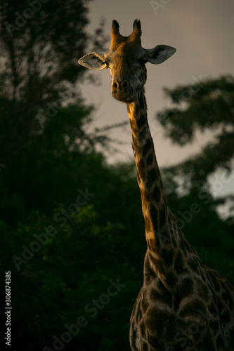 girafe