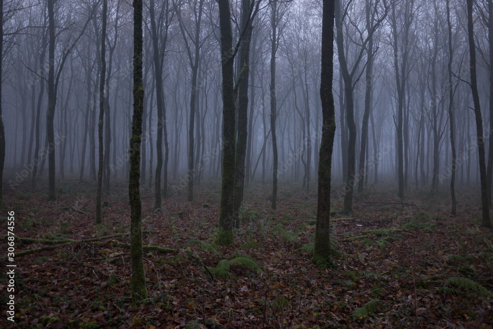 Fototapeta premium Nebel Wald 