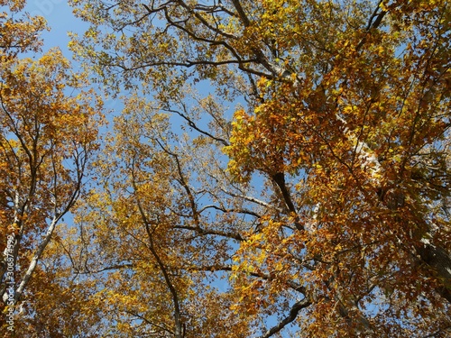 Upward shot of colorful leaves of trees in autumn