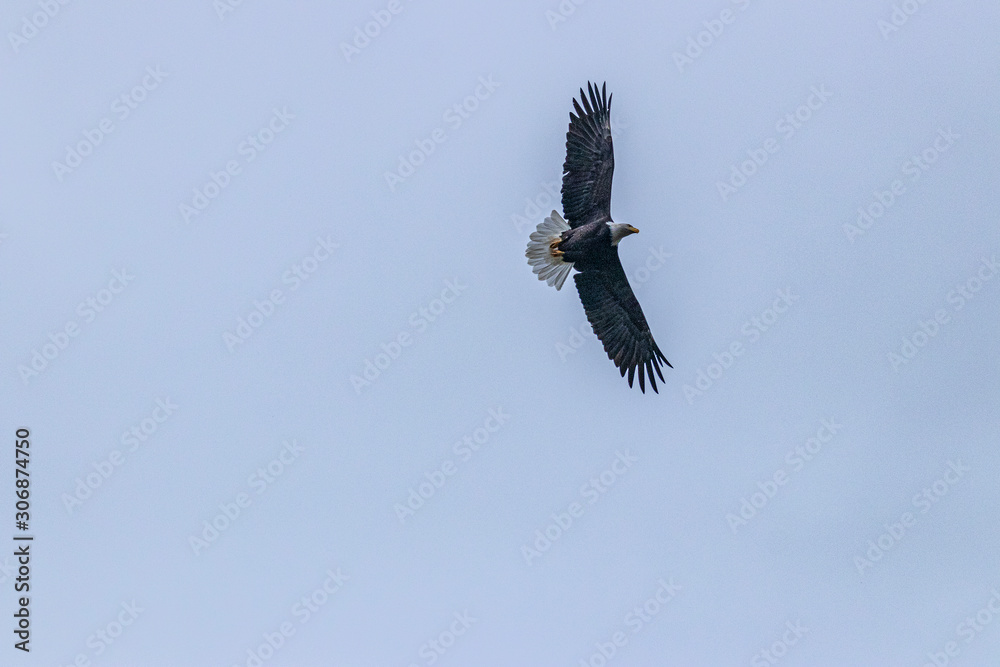 Bald eagles from Fraser river in Canada Bald eagles from Fraser river in Canada