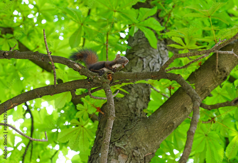 A red squirrel on a tree branch in Belgrade, Serbia