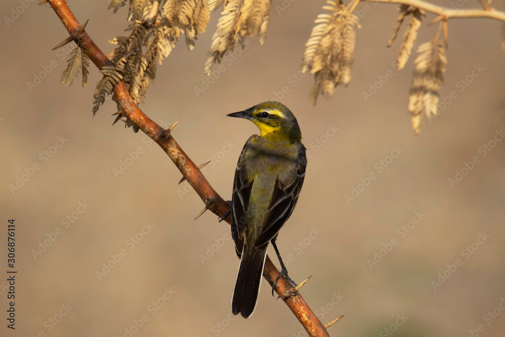 Grey wagtail, Motacilla cinerea, India Grey wagtail, Motacilla cinerea, India