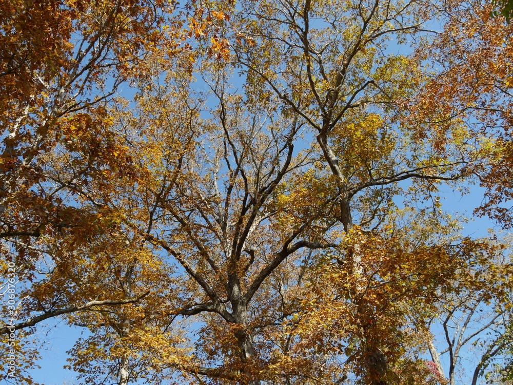 Upward shot of trees showcasing the beauty of colors in autumn Upward shot of trees showcasing the beauty of colors in autumn