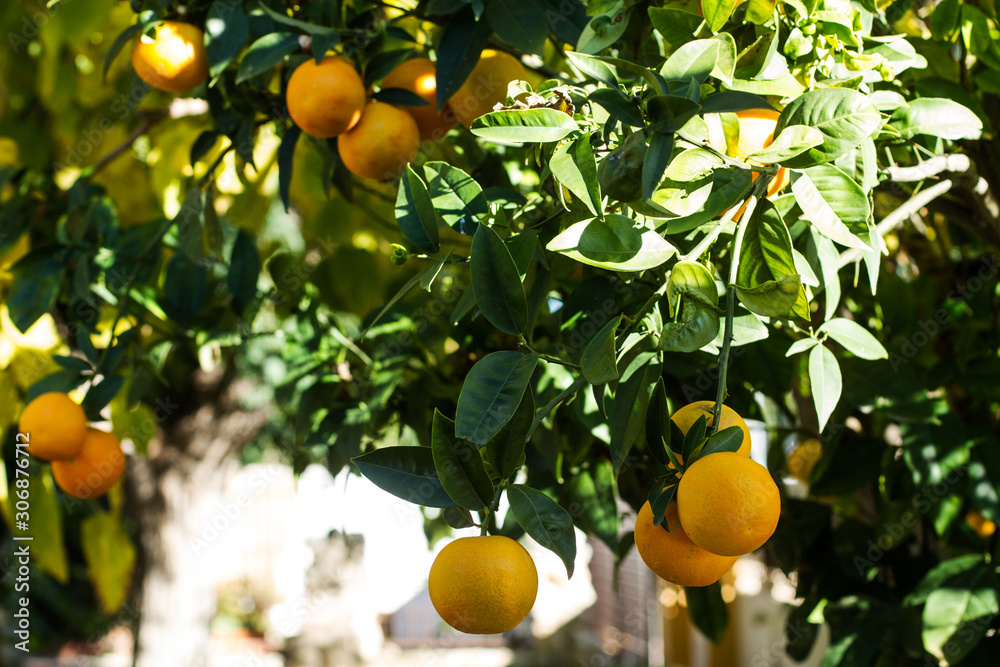 Fruta naranjas en los árboles