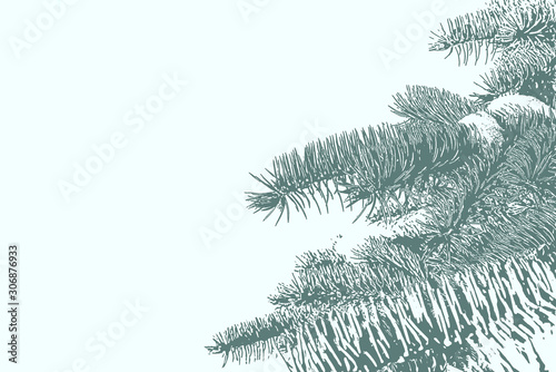 Winter fir branches in snow on sunny day close up with copy space