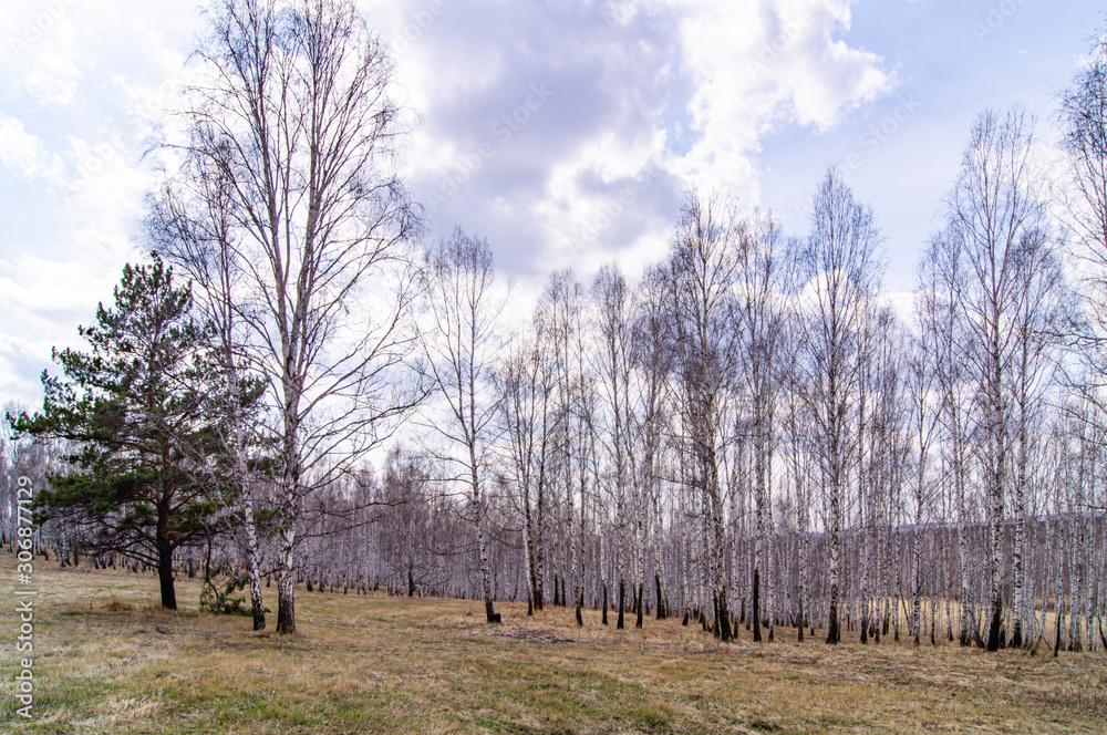 birch trees autumn and spruce birch trees autumn and spruce
