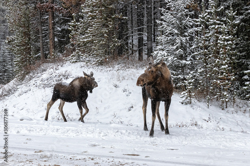 Moose from Jasper National Park