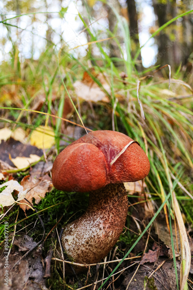 Mushroom in the forest. Autumn forest. Beautiful orange-cap boletus in the grass. Mushroom in the forest. Autumn forest. Beautiful orange-cap boletus in the grass.