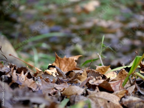 Medium wide shot of a pile of fallen maple leaves in the grass, with blurred background