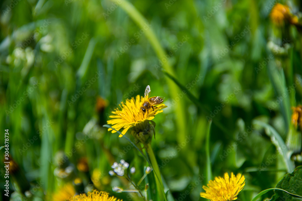 spring yellow flowers dandelions in green grass. Looks like a background spring yellow flowers dandelions in green grass. Looks like a background