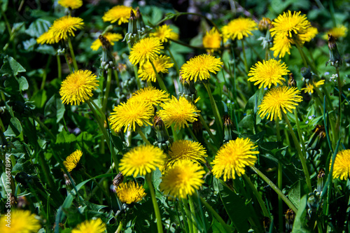 spring yellow flowers dandelions in green grass. Looks like a background