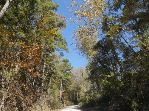 Colorful trees in autumn along a rugged gravel road in Arkansas
