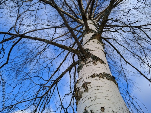 Black and white birch with bark against the blue sky