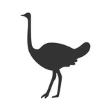 Ostrich is coming. Flat icon. Vector illustration.
