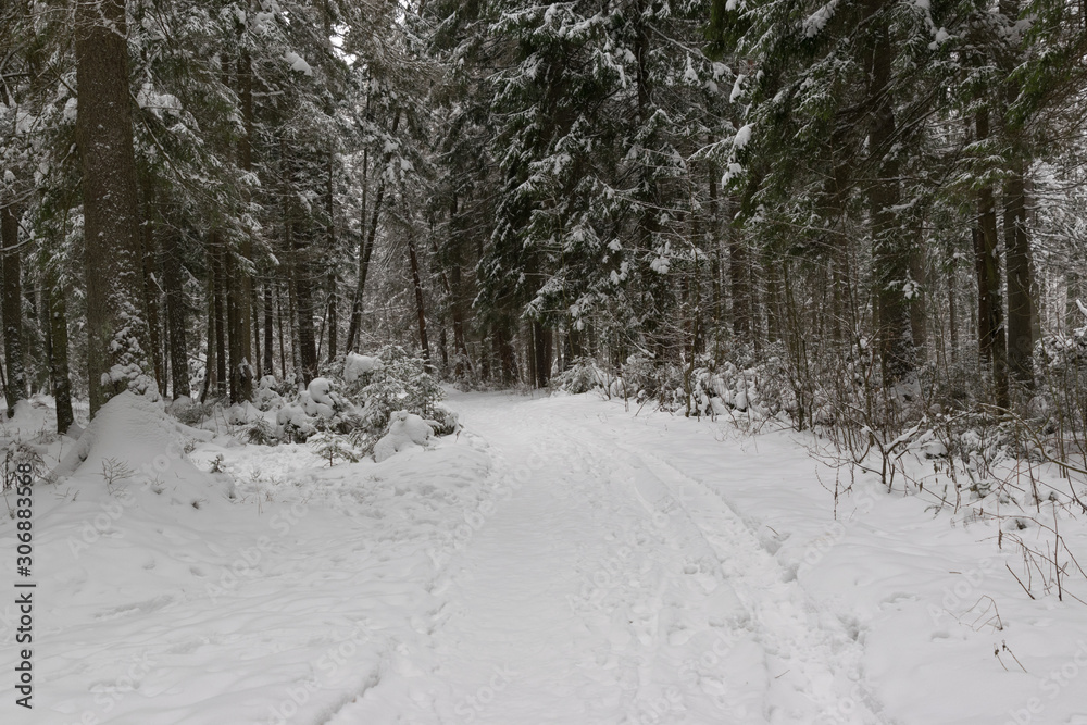 winter landscape. road leading to the forest. background