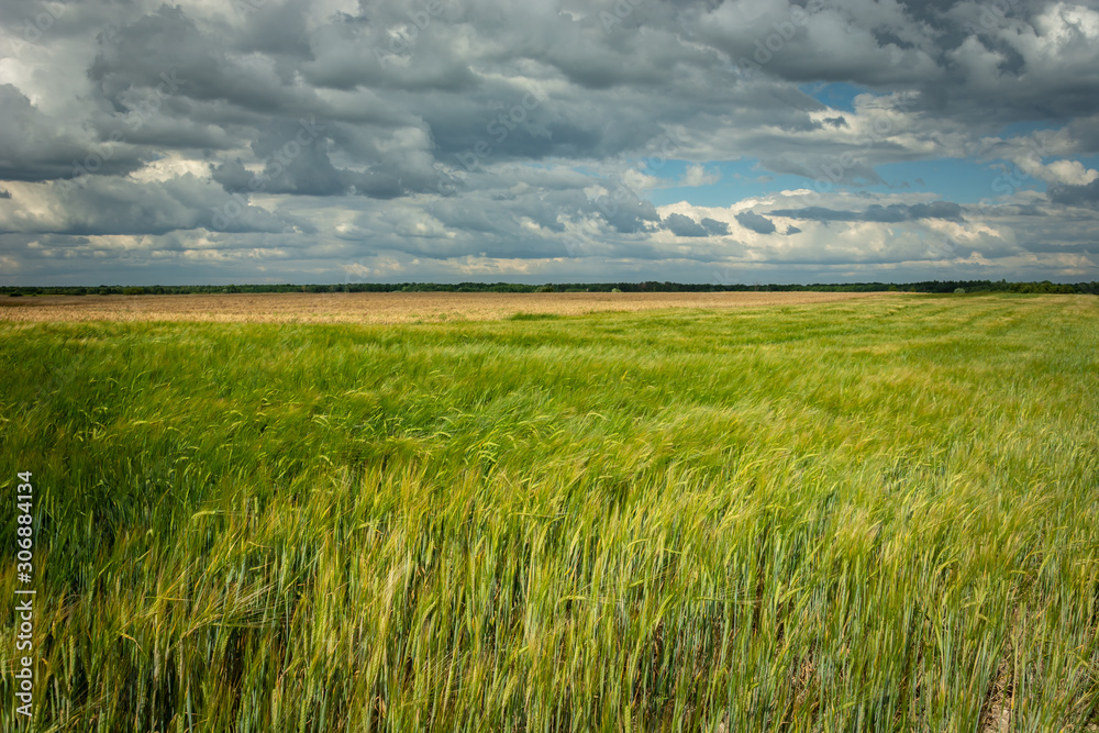 Green barley field and gray clouds on the sky