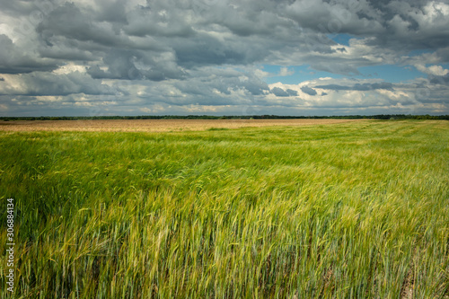 Green barley field and gray clouds on the sky