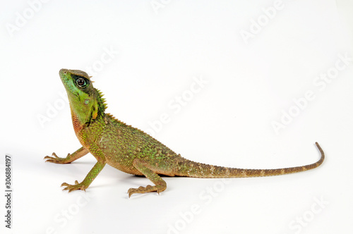 Grüner Nackenstachler (Acanthosaura capra) - mountain horned dragon / green pricklenape photo