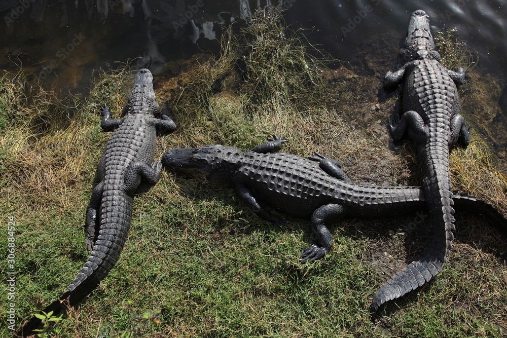 Obraz premium wild gators in Florida Everglades