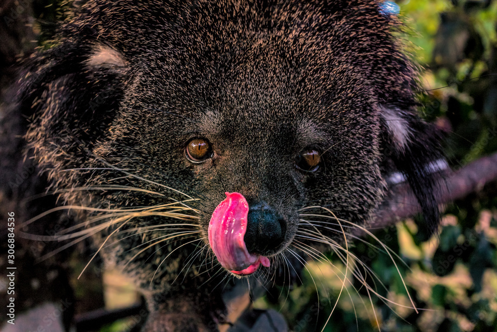 A bear cat licking its lips after eating a banana.