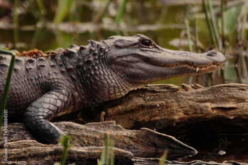 close-up portrait of wild alligator in Florida Everglades