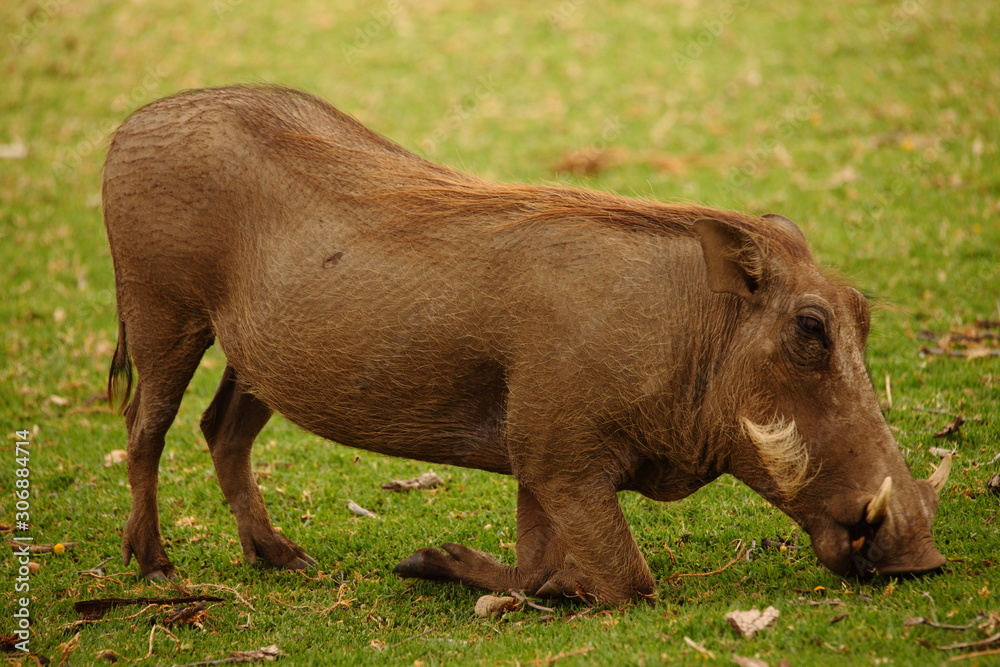wild warthog in the savannah Namibia Africa wild warthog in the savannah Namibia Africa