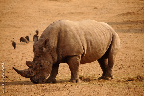wild rhino in the savannah Namibia Africa