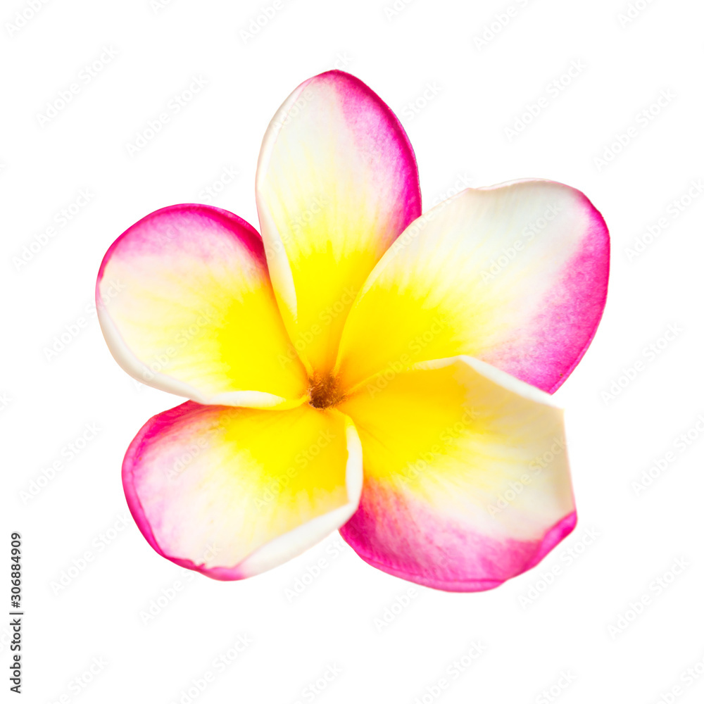 Petit Porte-monnaie / Pochette Wristlet PINK - Fermeture Zippée, Motif Plumeria Rose/jaune