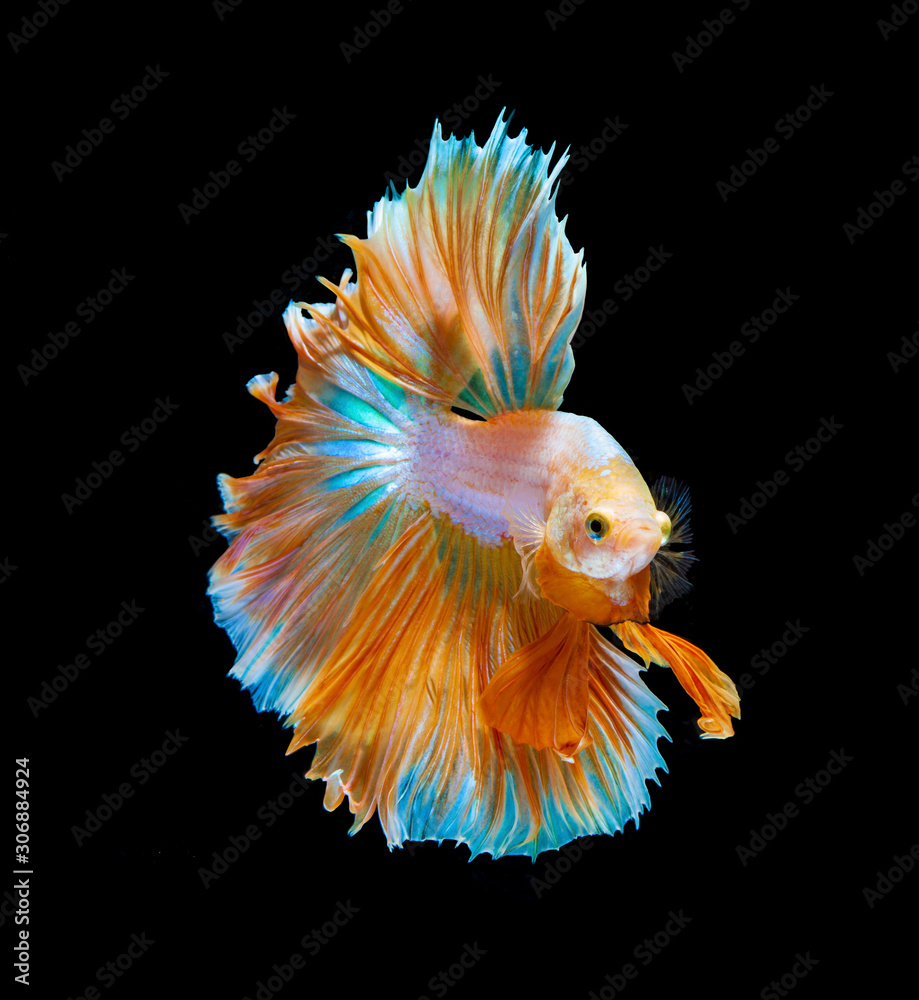 Orange and white siamese fighting fish isolated on black background.Copy space black background. Orange and white siamese fighting fish isolated on black background.Copy space black background.