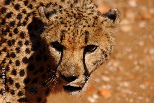 portrait of a big wild cheetah in Namibia