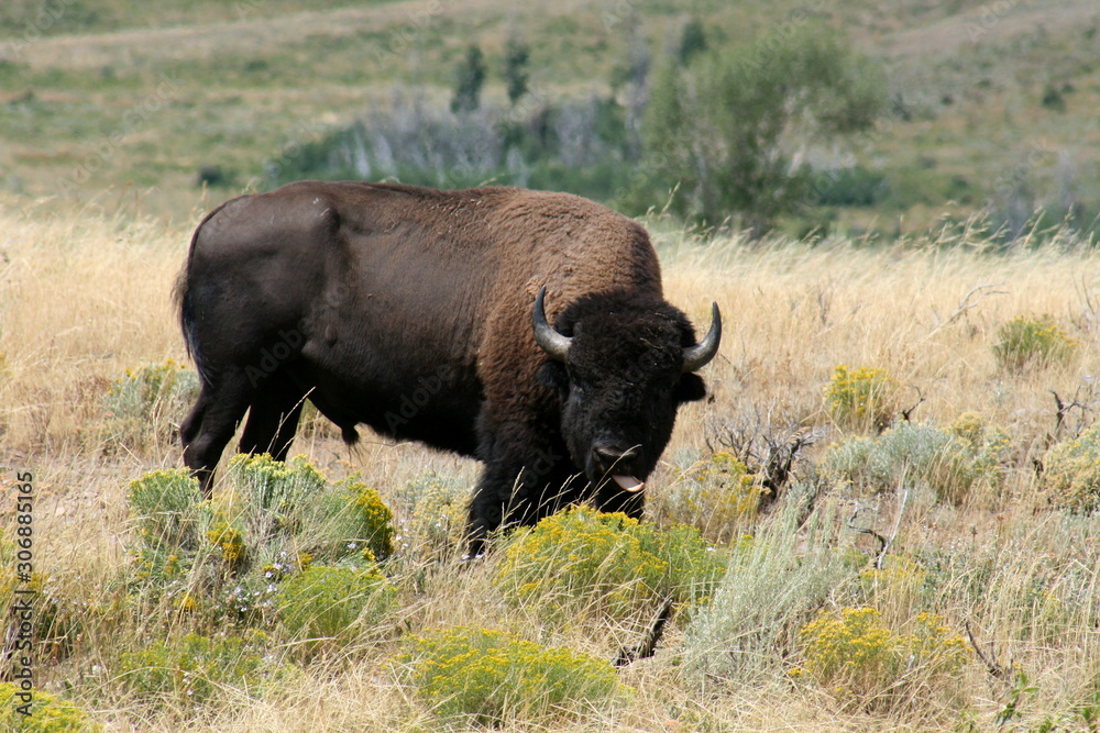 Big wild aggressive buffalo in Grand Teton National Park